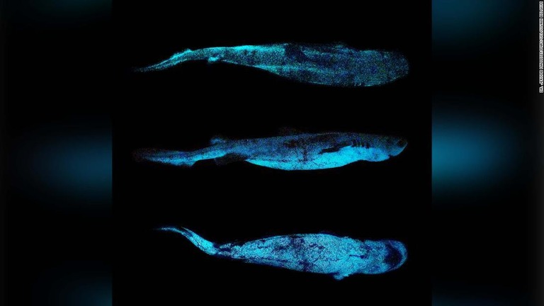 深海に生息する「ヨロイザメ」の生物発光する様子が初めて撮影された/Dr. Jérôme Mallefet/FNRS/UCLouvain Belgium
